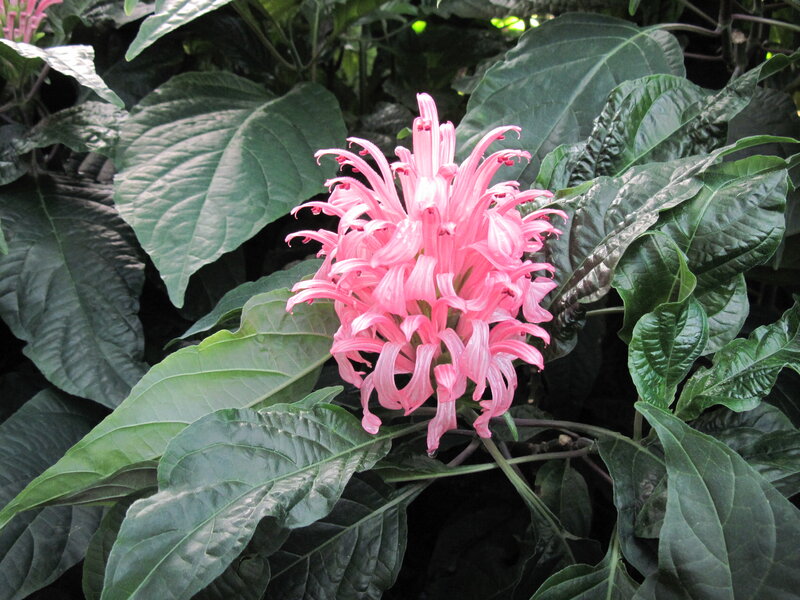 Pink Flower with Green Leaves — Natural, Photograph