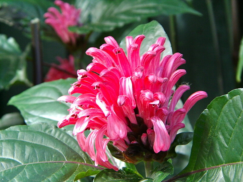 Pink Flower with Green Leaves — Natural