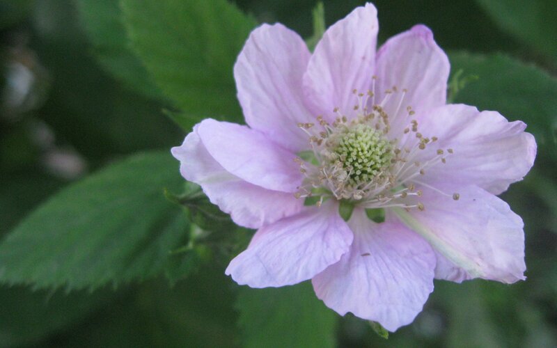 Pink Flower with Green Leaves — Purple, Calm