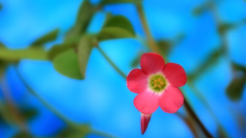 Pink Flower with Green Leaves — Red, Serene