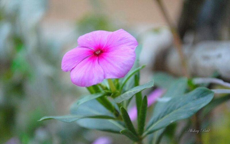 Pink Flower with Green Leaves — Serene, Photograph, Green Leaves