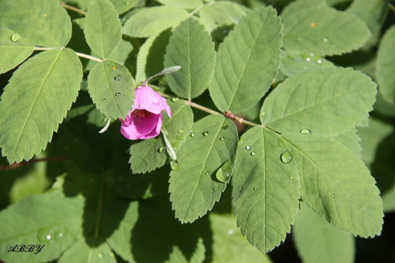 Pink Flower with Green Leaves — Serene