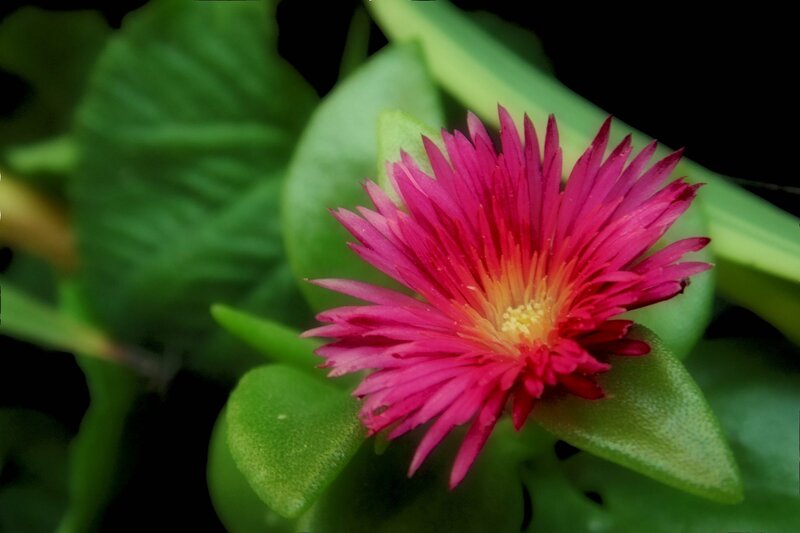 Pink Flower with Green Leaves — Vibrant