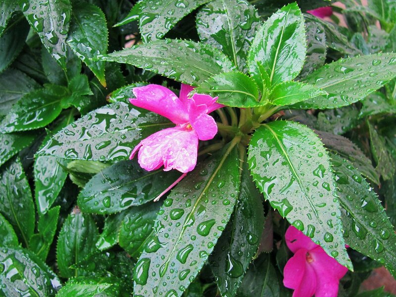 Pink Flower with Green Leaves — Wet