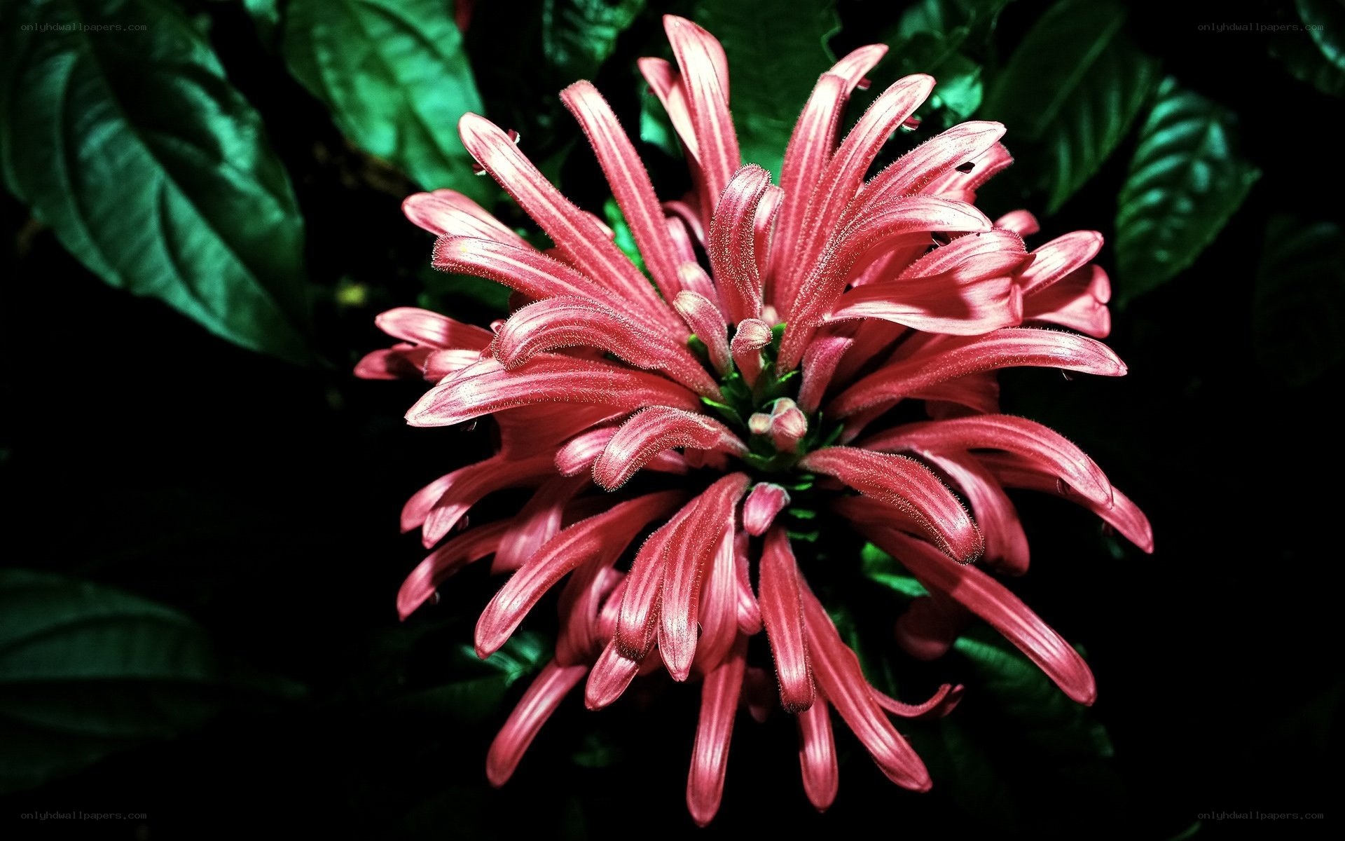 Pink flower with green leaves