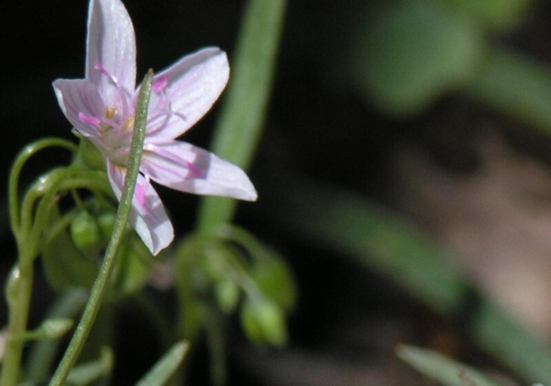 Pink Flower with Green Stem