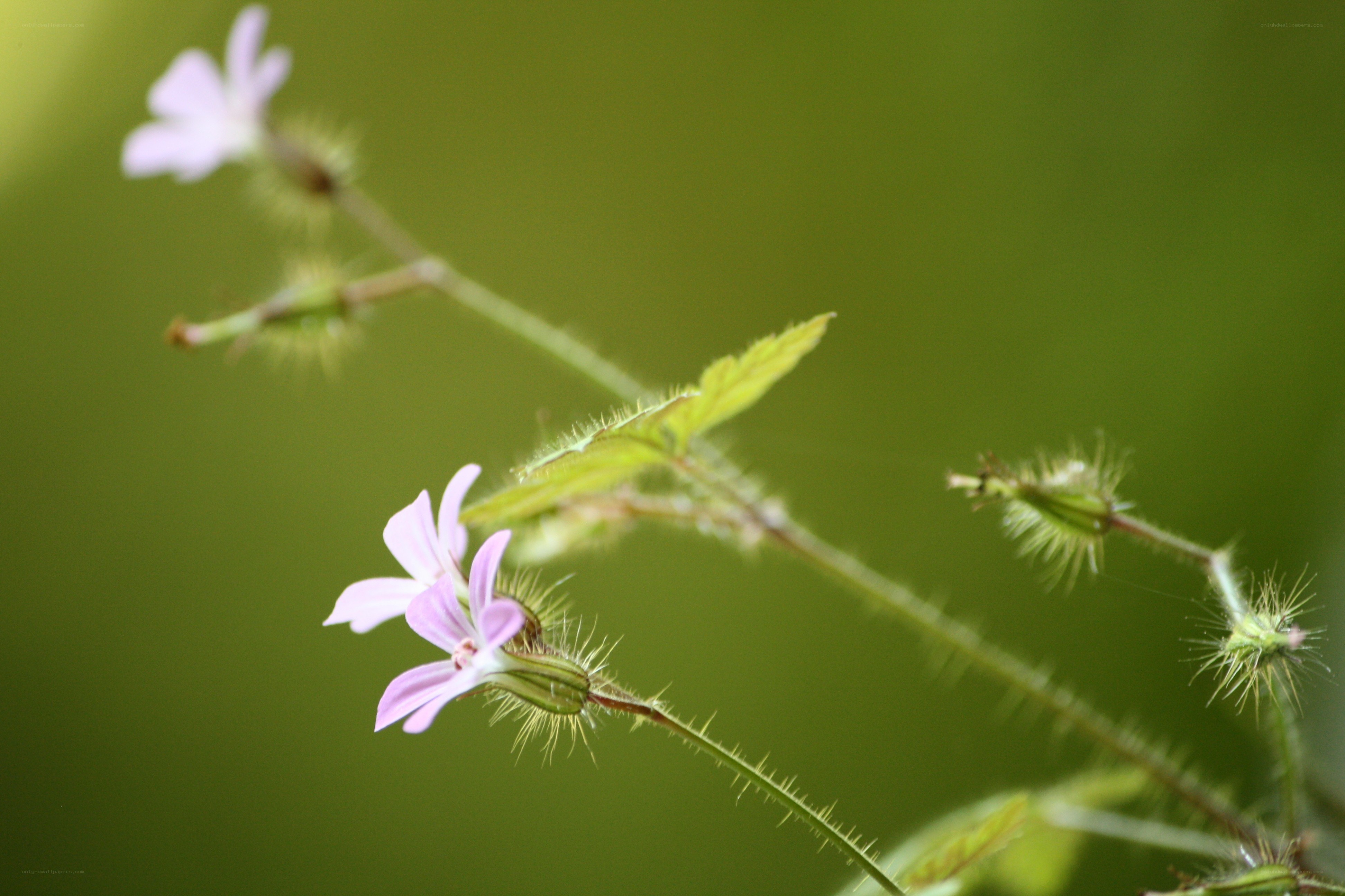 Pink flower with hairy stems