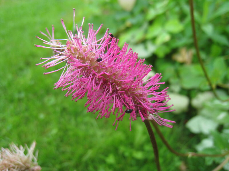 Pink Flower with Insects — Calm