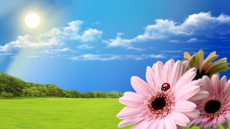 Pink Flower with Ladybug