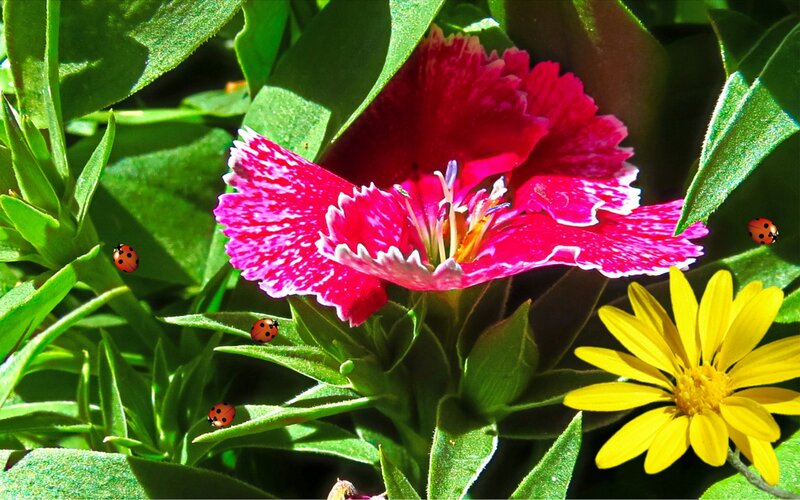 Pink Flower with Ladybugs — Natural