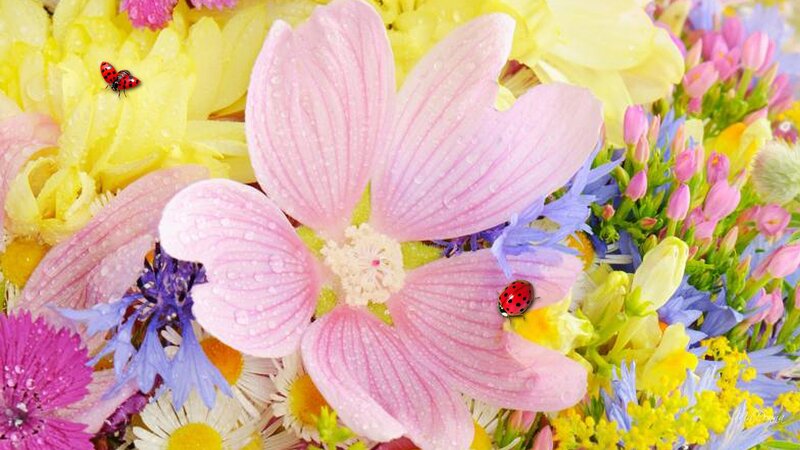 Pink Flower with Ladybugs