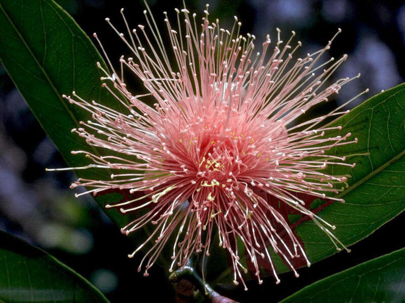 pink flower with long stamens