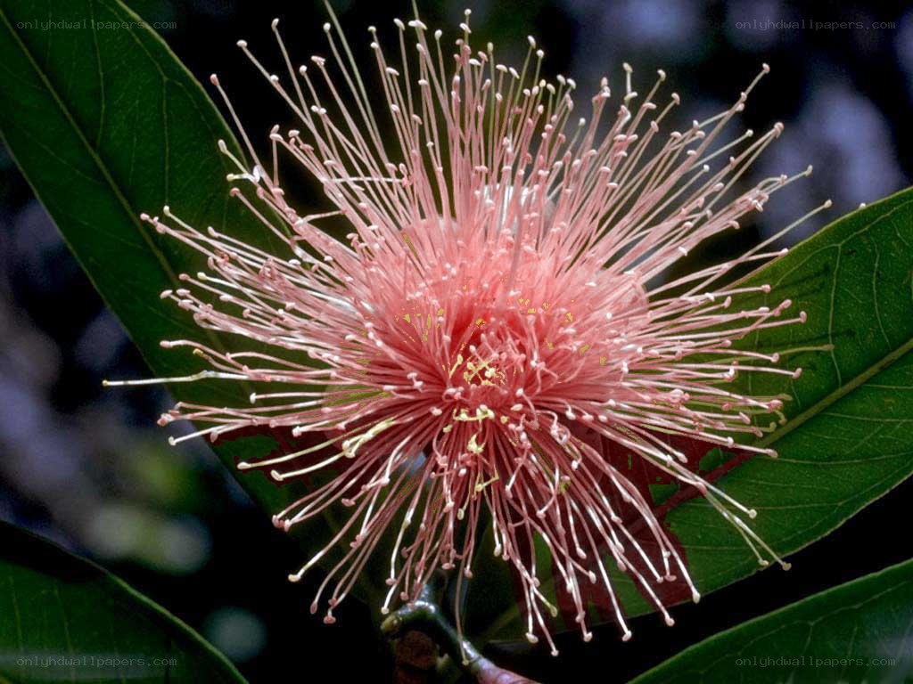 pink flower with long stamens