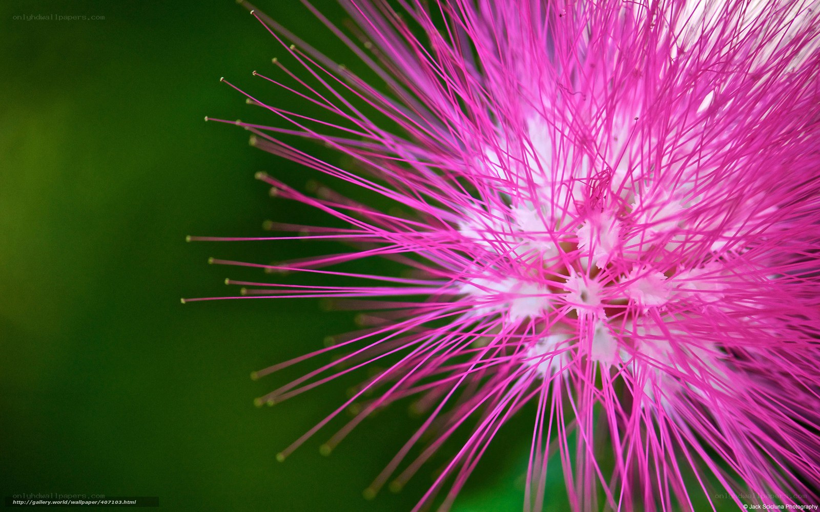 Pink flower with long stamens