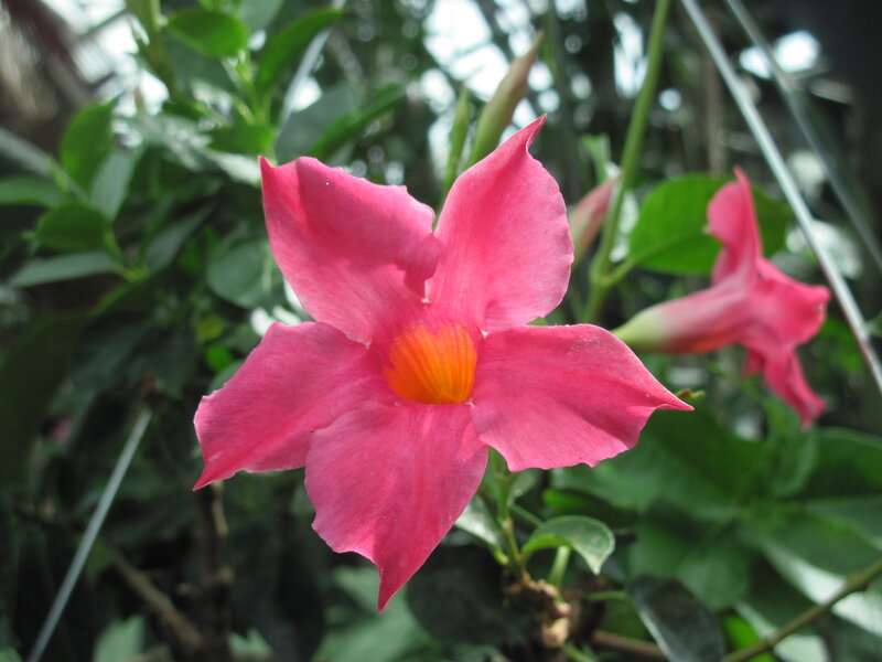 Pink Flower with Orange Center