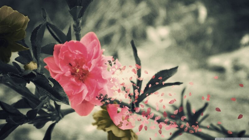 Pink Flower with Petals — Serene