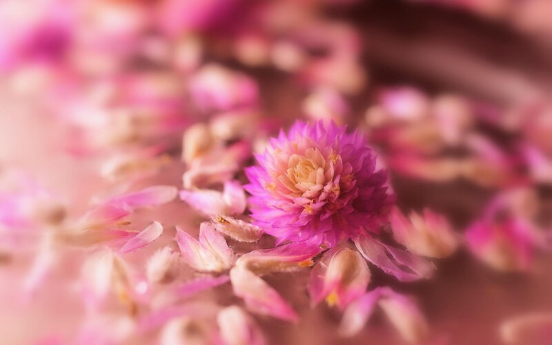 Pink Flower with Petals