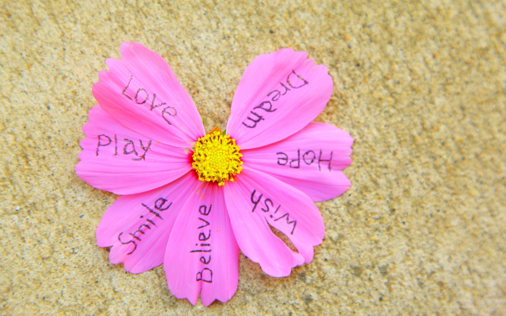 Pink flower with positive words