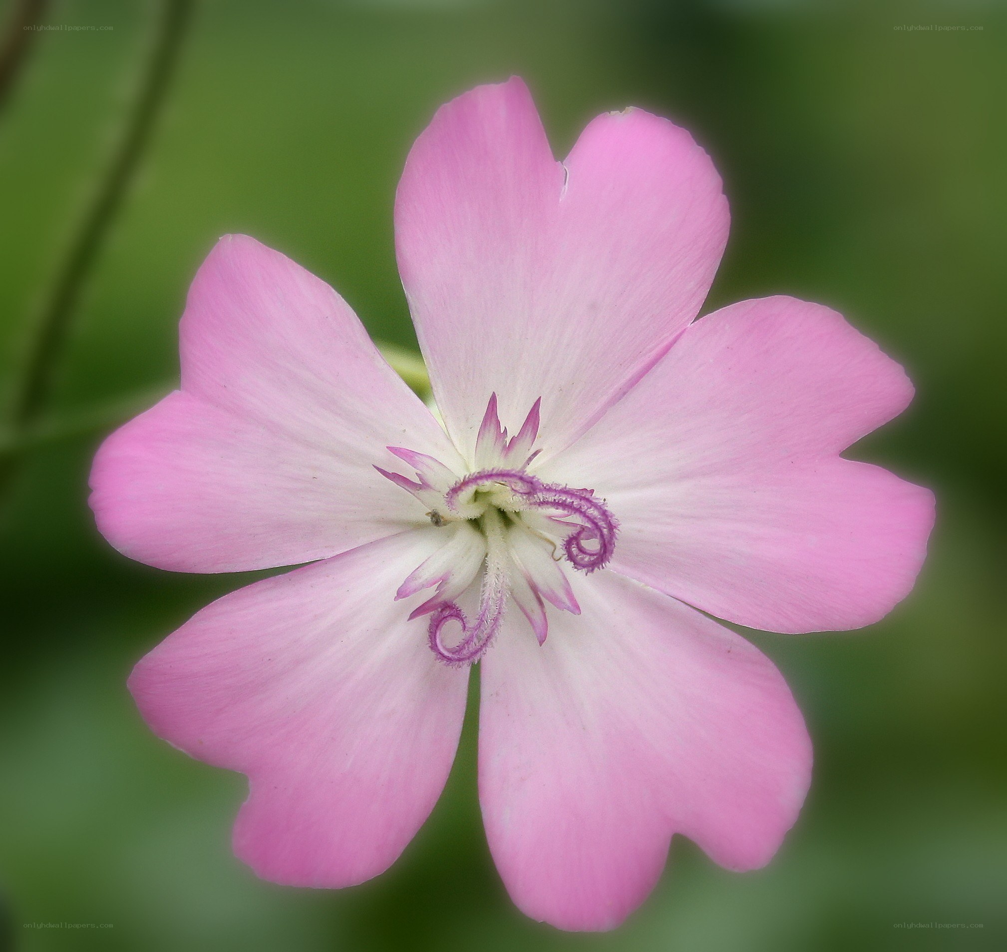 pink flower with purple stamen