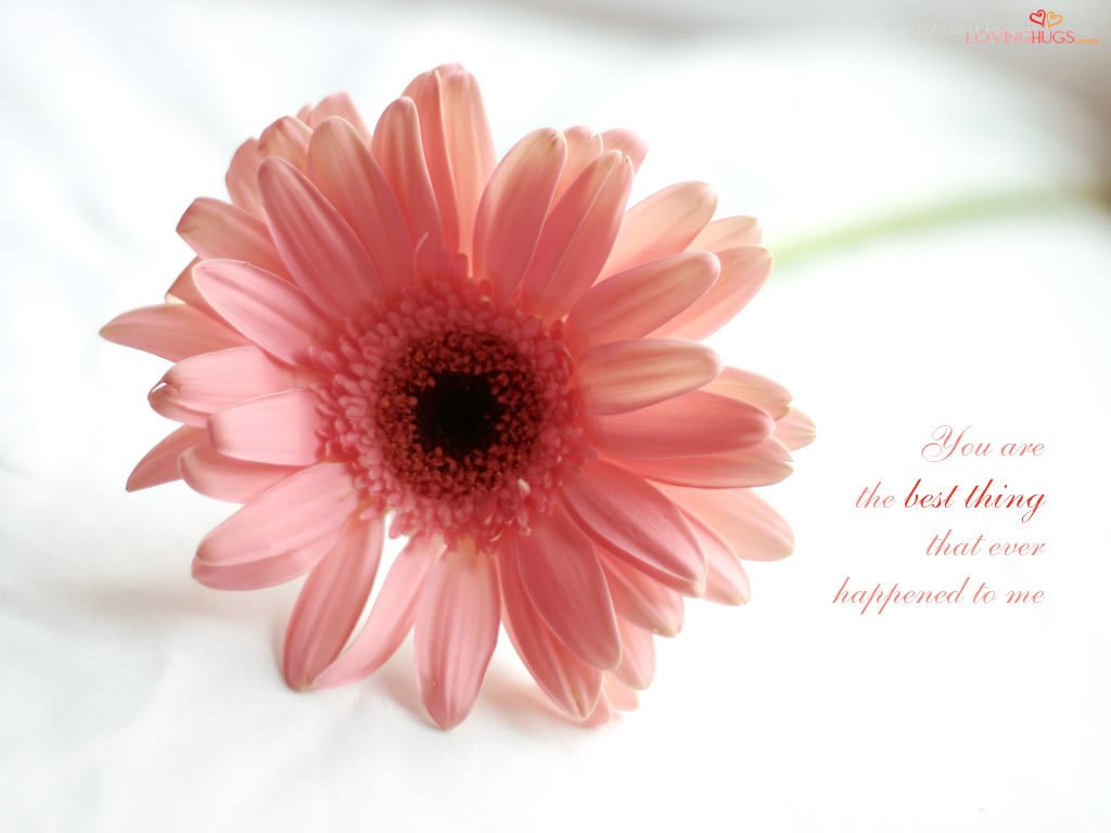 Pink flower with quote