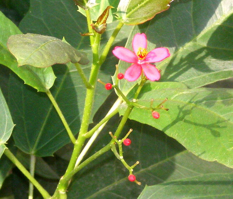 pink flower with red berries