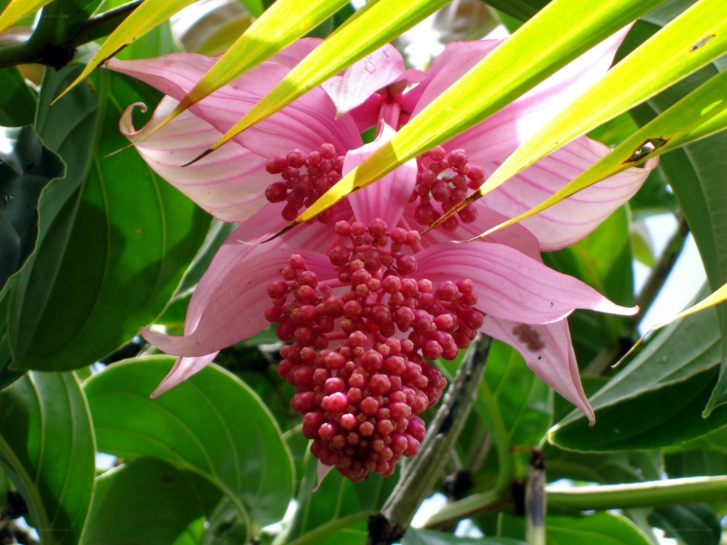 Pink flower with red berries