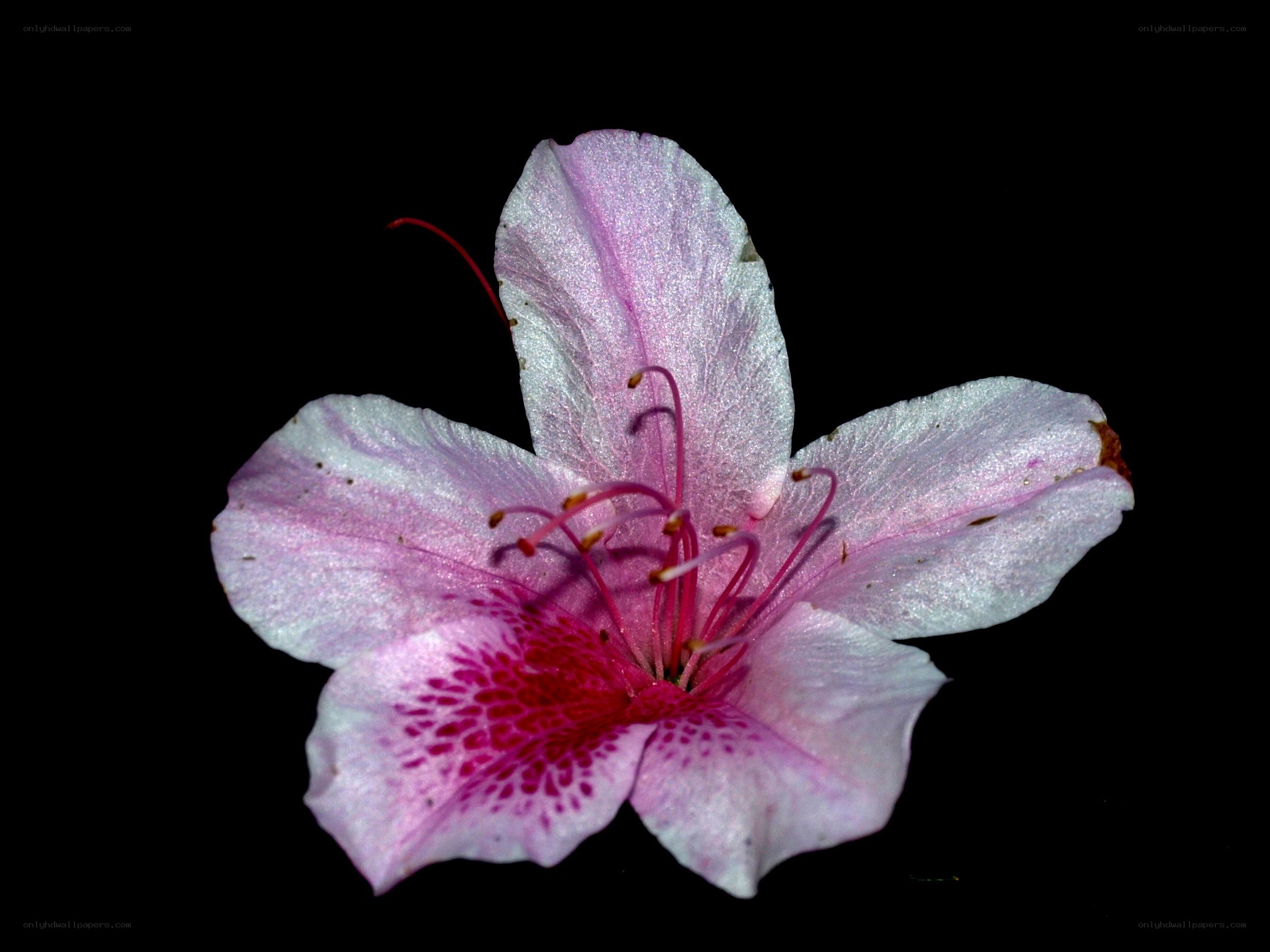 pink flower with red center