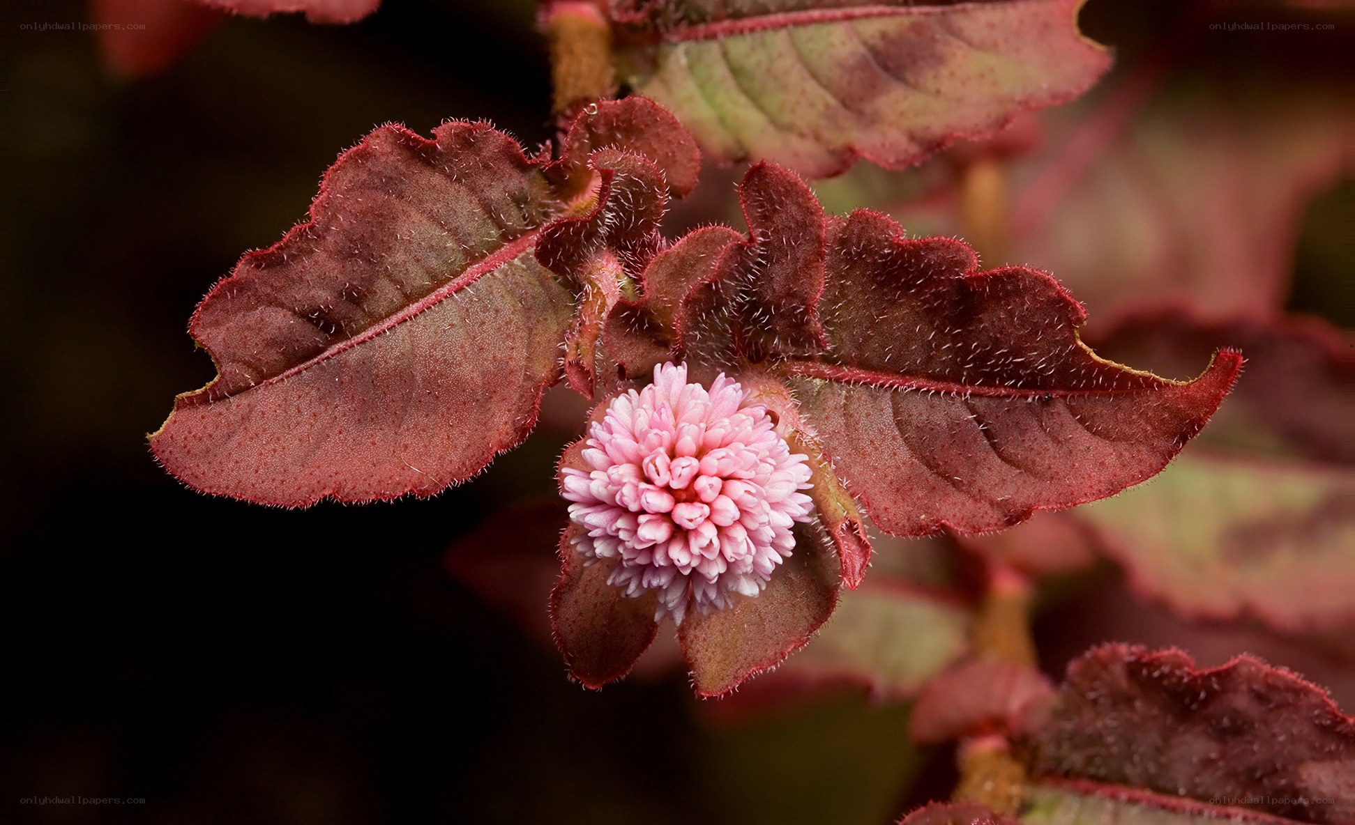 Pink flower with red leaves