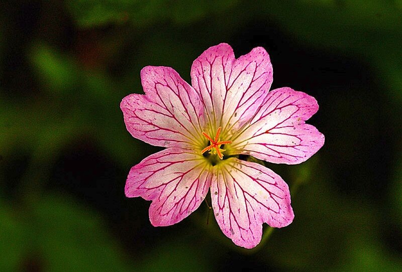 Pink flower with red veins