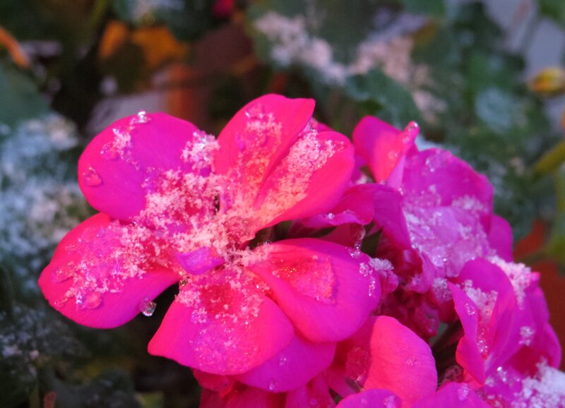 Pink Flower with Snow — Calm