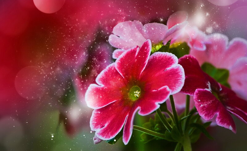 Pink Flower with Snow — Red