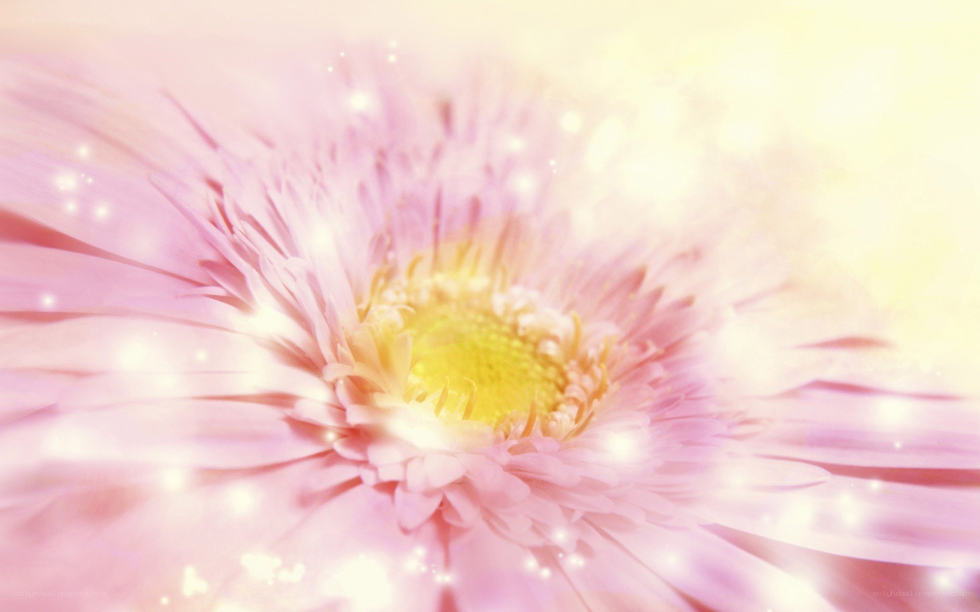 pink flower with sparkles