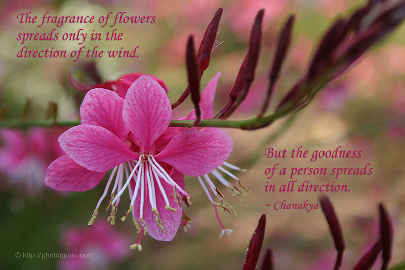 Pink Flower with Stamens — Serene