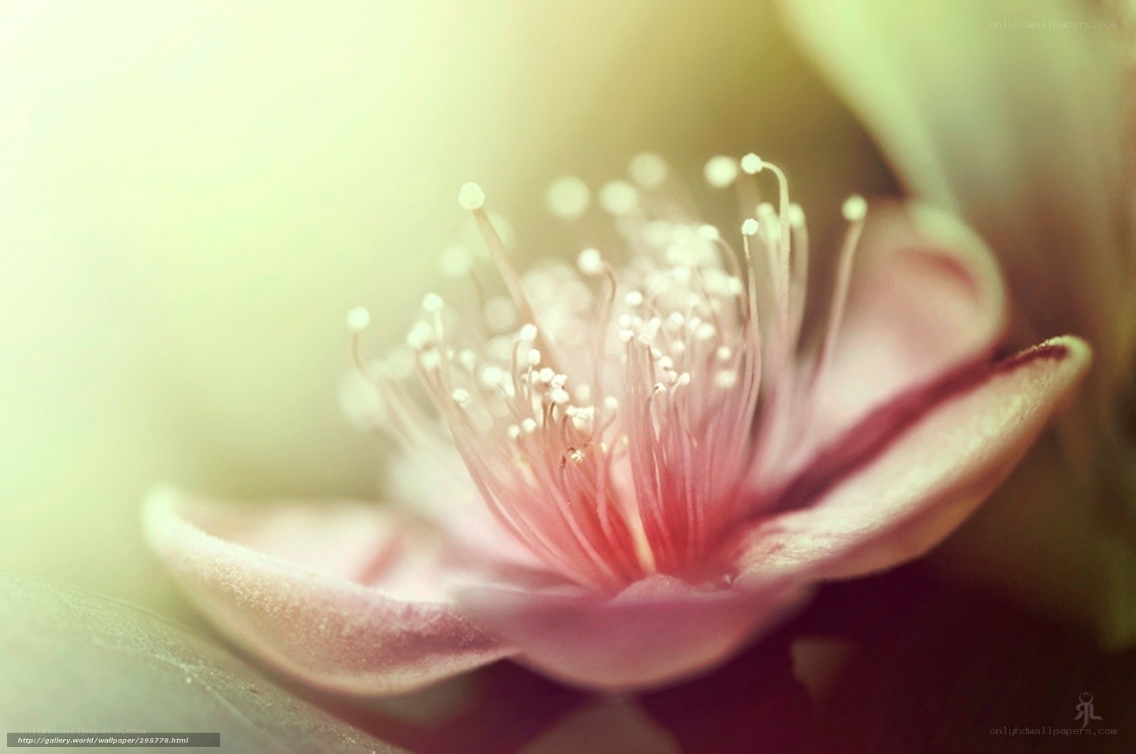 pink flower with stamens