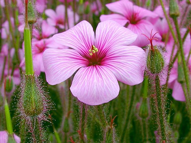Pink flower with striped petals