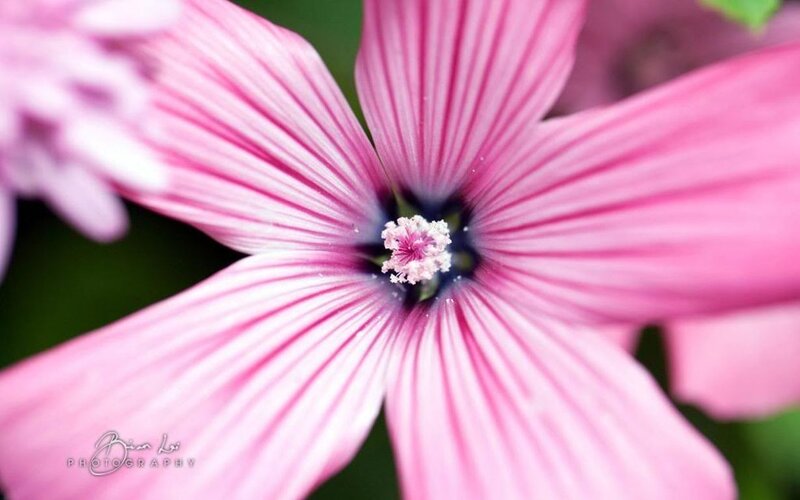 Pink Flower with Stripes — Serene