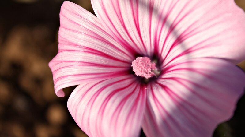 Pink Flower with Stripes