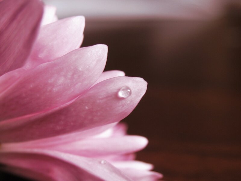 Pink flower with water droplet
