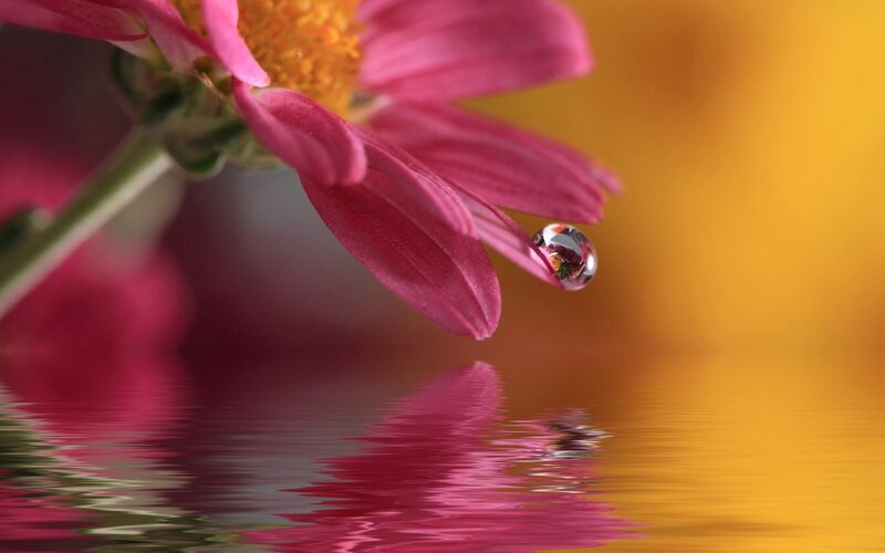 Pink flower with water droplet