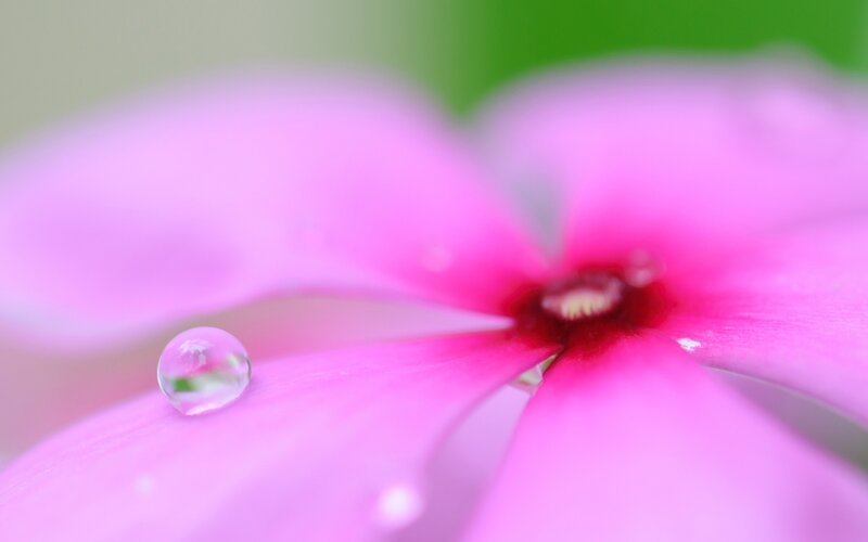 Pink flower with water droplet