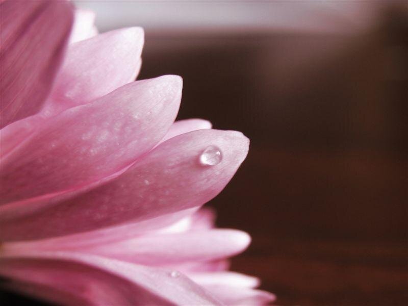 Pink flower with water droplet