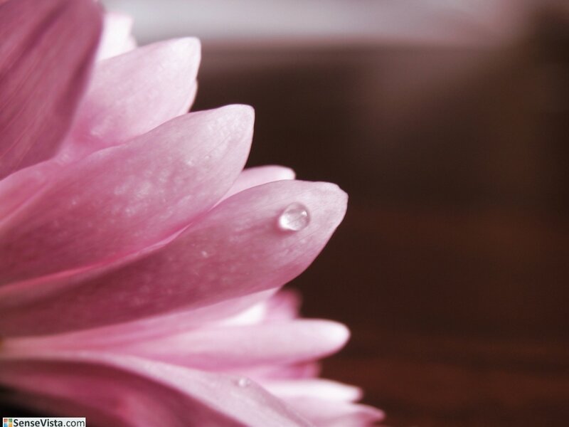 Pink flower with water droplet