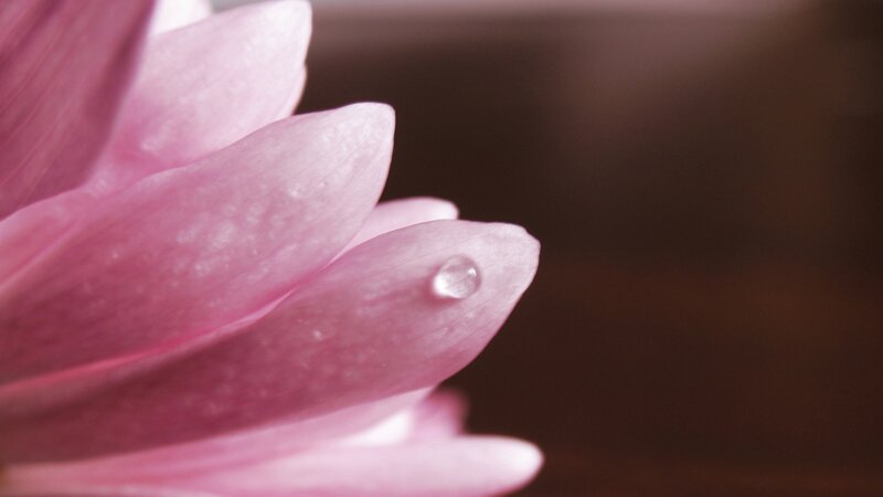 Pink flower with water droplet