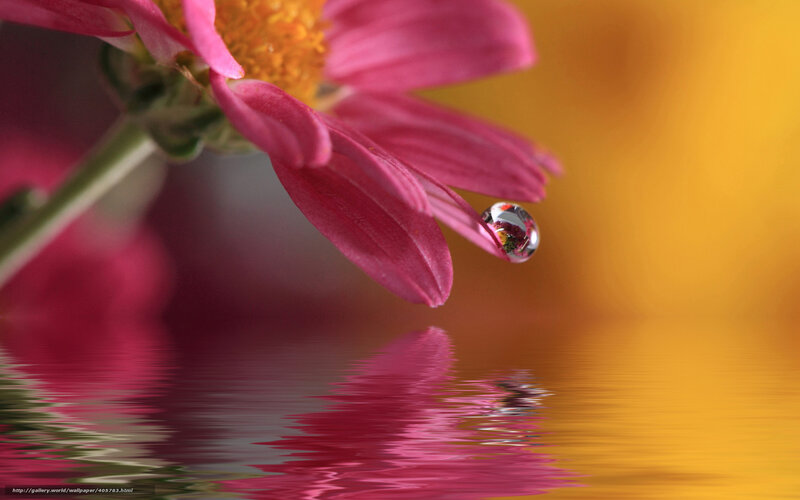 Pink flower with water droplet