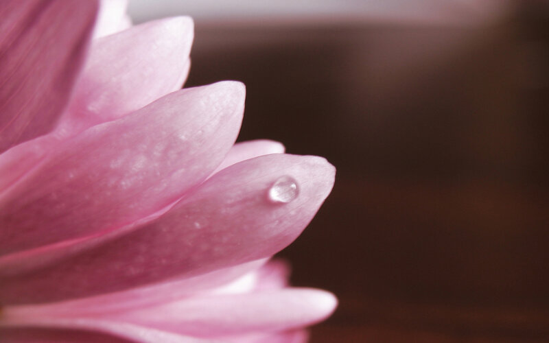 pink flower with water droplet