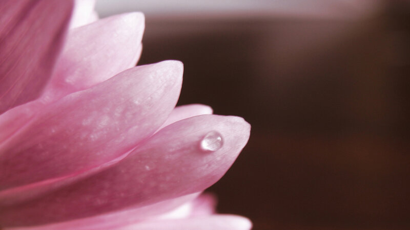Pink flower with water droplet
