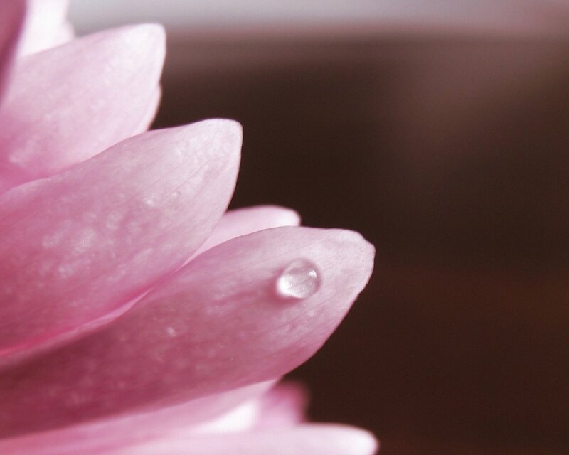 Pink flower with water droplet