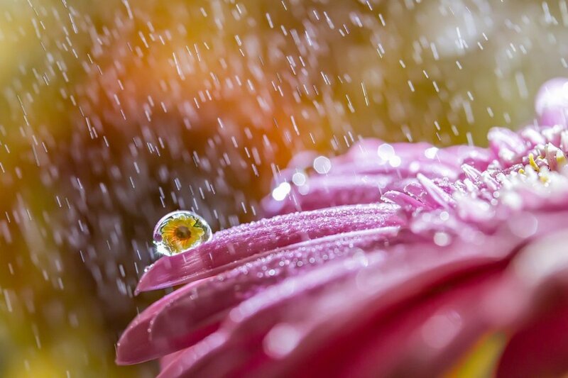 Pink Flower with Water Droplet — Serene, Morning, Photograph
