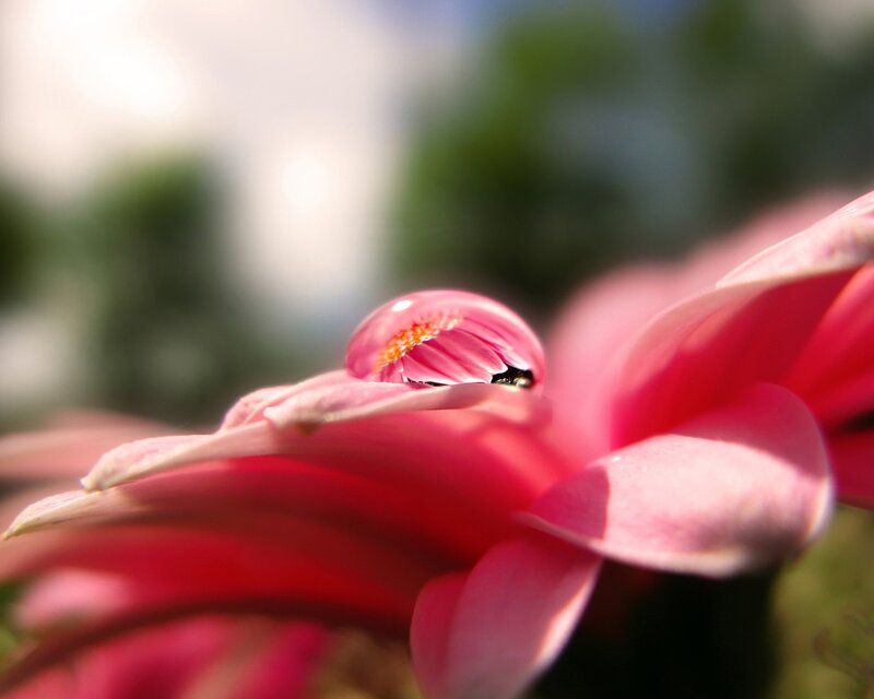 Pink Flower with Water Droplet — Serene