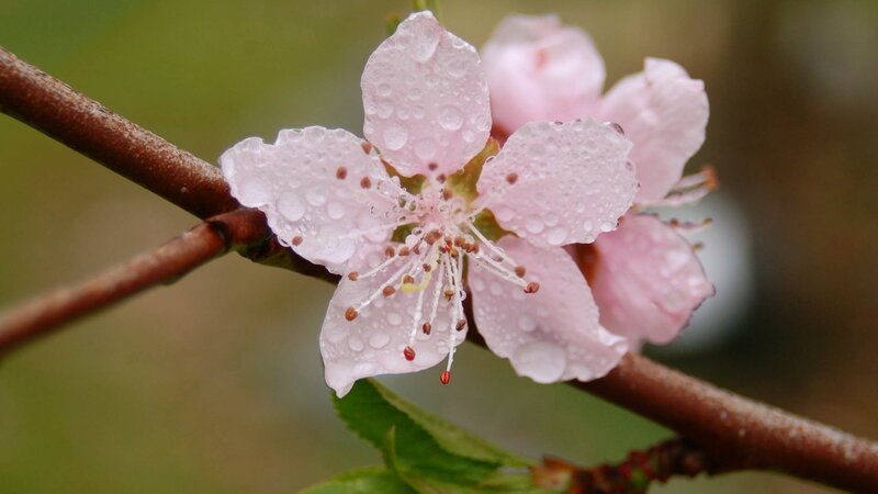 Pink flower with water droplets